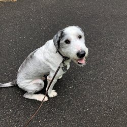 Wags N Whiskers - Not looking like a sheepadoodle anymore...