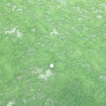 Tour 18 - This is a picture of the nicest green on the course. It actually had a nice mix of poa and weeds. - Golf Near Me - Flower Mound, Texas Tour 18 - This is a picture of the nicest green on the course. It actually had a nice mix of poa and weeds. - Golf Near Me - Flower Mound, Texas