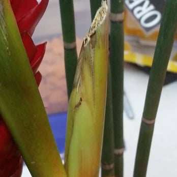 Pemberton's Florist & Gift Shop - This is where the second bird of paradise bloom should be, instead a hastily butchered, not pruned, stock. - Florists Near Me - Salem, Oregon