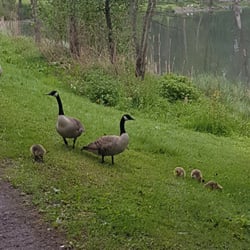 Svaner ved Smestaddammen