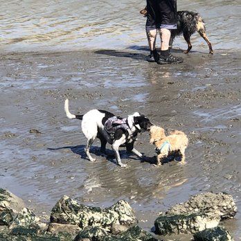 Point Isabel Regional Shoreline - Lots of fun dog friends to make! - Dog Parks Near Me - Richmond, California Point Isabel Regional Shoreline - Lots of fun dog friends to make! - Dog Parks Near Me - Richmond, California