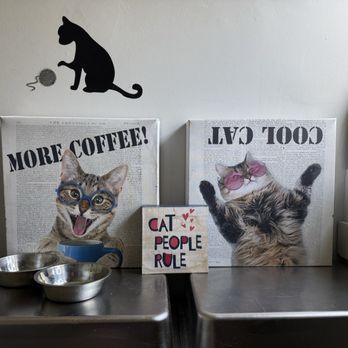 Rahway Kitty Hall - Pet Adoption Near Me - Rahway, New Jersey