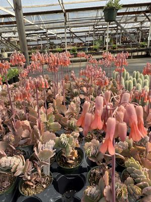Succulent Gardens - CLOSED, 2133 Elkhorn Rd, Castroville, CA