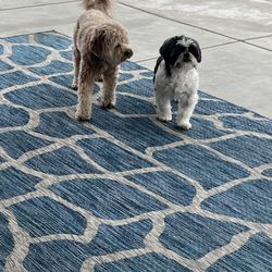 Strut Mutts - Lola and Rocky
