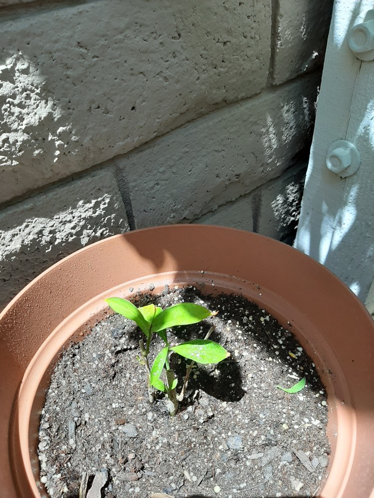 BOTANICA OLOCUN Updated October 2024 28 Photos 1195 W 29th St