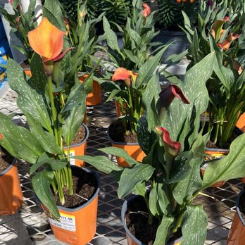 The Home Depot - Feb 2025 spring plants! Lillies - Nurseries & Gardening Near Me - San Antonio, Texas The Home Depot - Feb 2025 spring plants! Lillies - Nurseries & Gardening Near Me - San Antonio, Texas