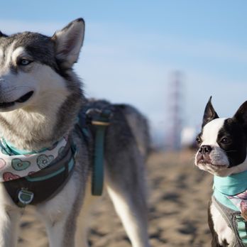 WagLab Photography - Pet Photography Near Me - Reno, Nevada WagLab Photography - Pet Photography Near Me - Reno, Nevada