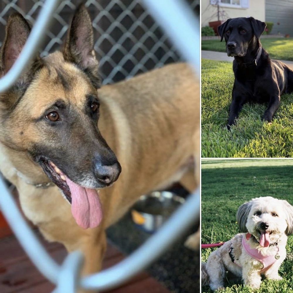 Muller Veterinary Hospital - Patients at Muller Vet. - Veterinarians Near Me - Walnut Creek, California Muller Veterinary Hospital - Patients at Muller Vet. - Veterinarians Near Me - Walnut Creek, California
