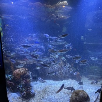 Tennessee Aquarium - Aquariums Near Me - Chattanooga, Tennessee Tennessee Aquarium - Aquariums Near Me - Chattanooga, Tennessee