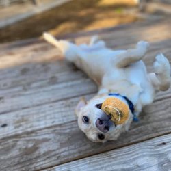 Noah's Ark Kennel and Cattery - Every pupper needs some playtime.