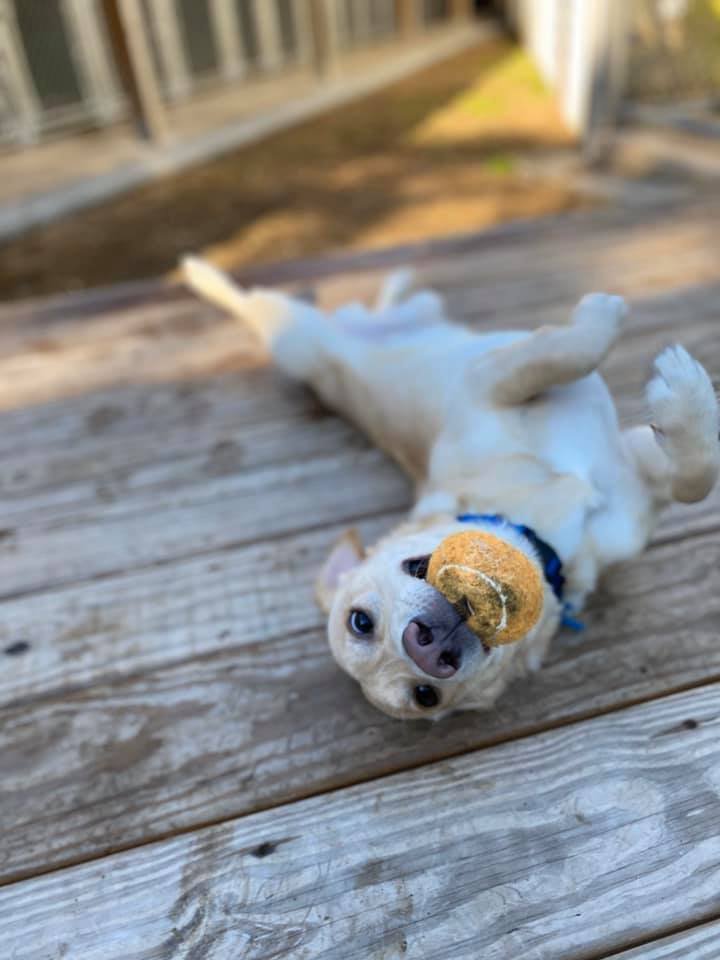 Noah's Ark Kennel and Cattery - pet boarding facility in Chapel Hill, NC