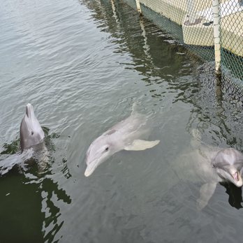 Dolphins Plus Marine Mammal Responder - The girls! - Aquariums Near Me - Key Largo, Florida Dolphins Plus Marine Mammal Responder - The girls! - Aquariums Near Me - Key Largo, Florida