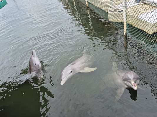 Dolphins Plus Marine Mammal Responder by null