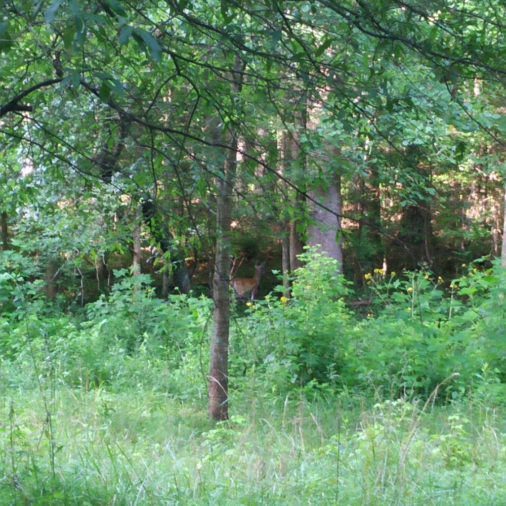 McDaniel Farm Park - Parks Near Me - Duluth, Georgia McDaniel Farm Park - Parks Near Me - Duluth, Georgia