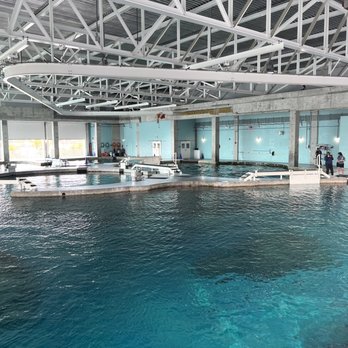 Clearwater Marine Aquarium - Huge viewing pool - Aquariums Near Me - Clearwater, Florida