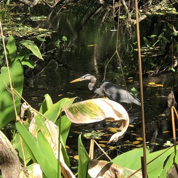 Audubon's Corkscrew Swamp Sanctuary - Hiking Near Me - Naples, Florida
