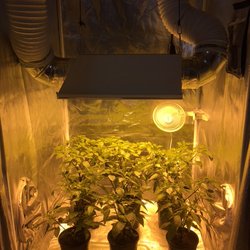 The Grow Room - Display - Peperoncini growing in a tent under a 600W HPS vented light.