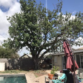 ArborCraft Tree Service - After - Tree Services Near Me - Phoenix, Arizona ArborCraft Tree Service - After - Tree Services Near Me - Phoenix, Arizona