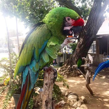 Free Flight - Pickles! - Animal Shelters Near Me - Del Mar, California Free Flight - Pickles! - Animal Shelters Near Me - Del Mar, California