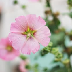 Trentemoult - Rose tremière