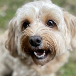 About Pets Center - The joyful Piper.