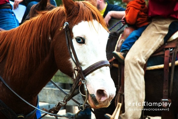 The Patterson Ranch - equestrian in Charlotte, TN