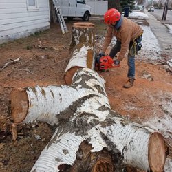 Lewis Arborcare Precision Removal