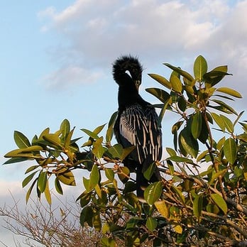Anhinga Trail - Anhinga - Hiking Near Me - Homestead, Florida Anhinga Trail - Anhinga - Hiking Near Me - Homestead, Florida