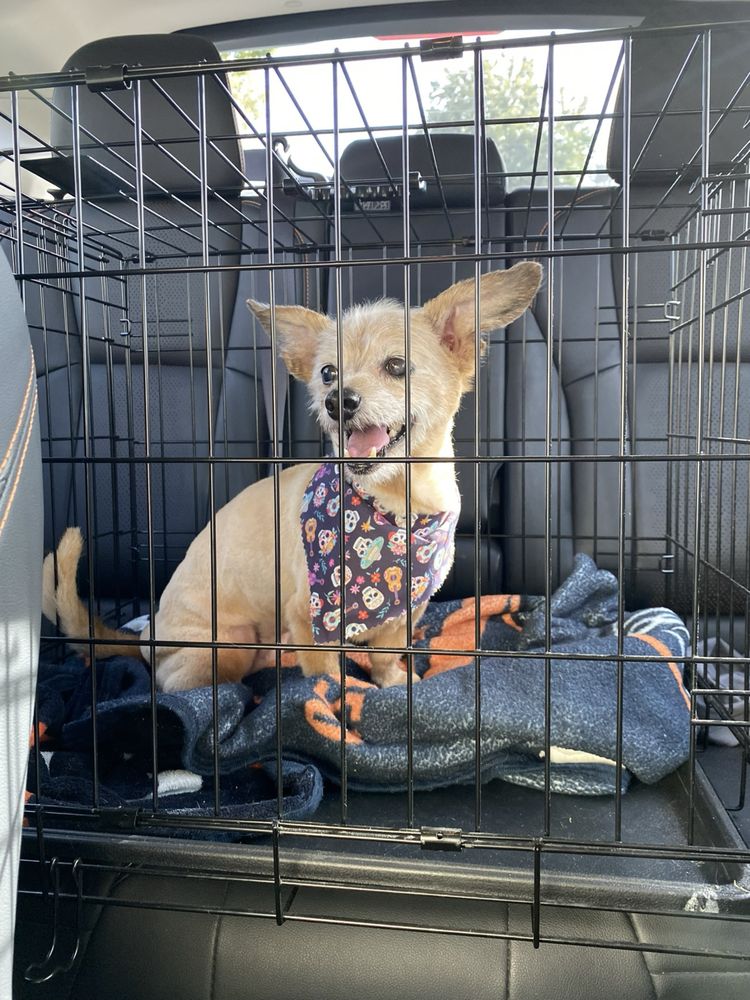 WATERHOUSE ANIMAL HOSPITAL 31 Photos & 150 Reviews 1115 E Champlain