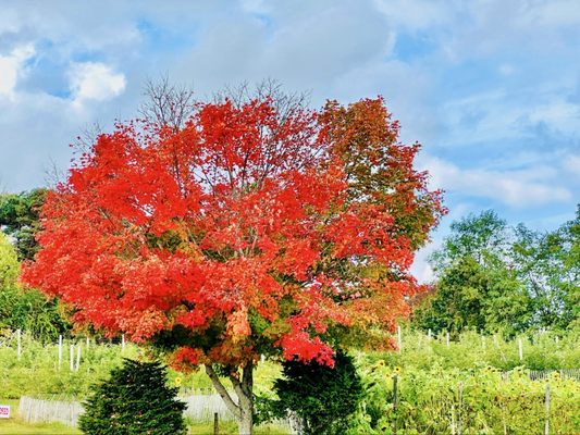 Brooksby Farm by null