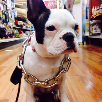 pet supermarket dog harness
