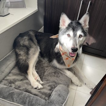 DogDash Mobile Grooming - Pet Groomers Near Me DogDash Mobile Grooming - Pet Groomers Near Me