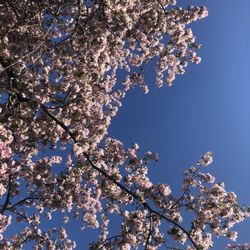 Riverview Park & Zoo - Cherry blossom