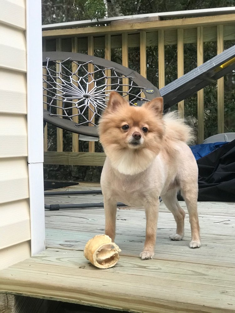 POSH PUPS GROOMING SALON Updated August 2024 557 Mack Bayou Rd