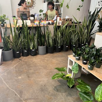 Plant Shoppe - More plants! - Nurseries & Gardening Near Me - San Antonio, Texas Plant Shoppe - More plants! - Nurseries & Gardening Near Me - San Antonio, Texas
