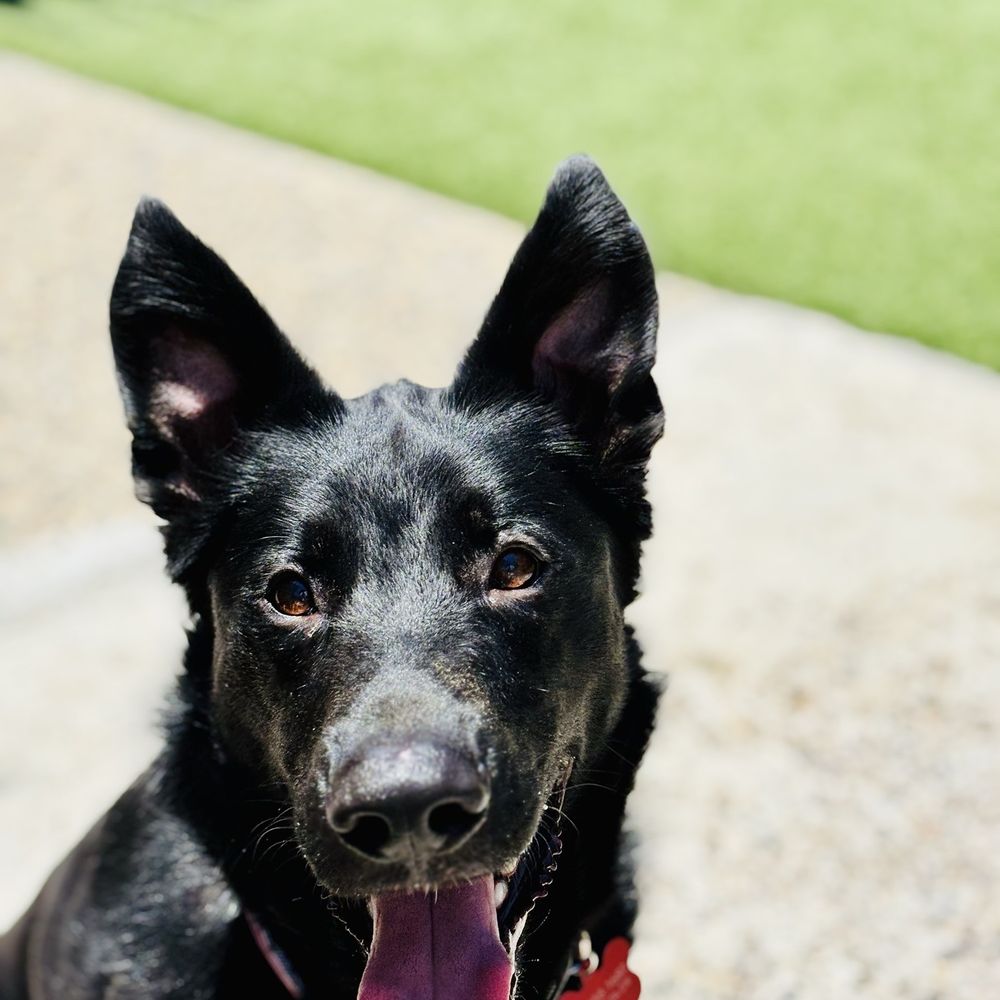 Bad to the Bone Board and Train - Pet Training Near Me Bad to the Bone Board and Train - Pet Training Near Me