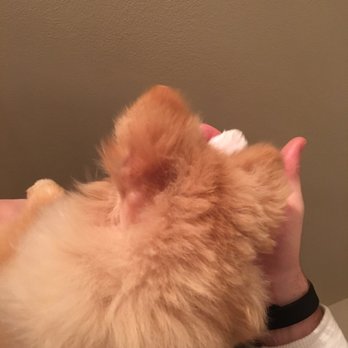 Salon Dog - Another chunk of hair missing - Pet Groomers Near Me - Chicago, Illinois Salon Dog - Another chunk of hair missing - Pet Groomers Near Me - Chicago, Illinois