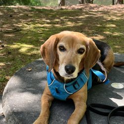 Pups To Pooches Dog Training - Lucy stationed on a table by the river.