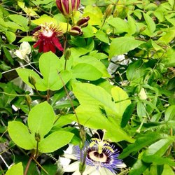 Innovative Garden and Hydroponic Supply - Passionflowers are now growing in our Gorilla Tent