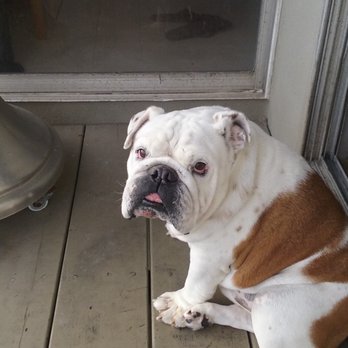 Mike Sits Everywhere - Louie Louie - Pet Sitting Near Me Mike Sits Everywhere - Louie Louie - Pet Sitting Near Me