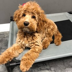 Embrace Life Chiropractic - Meet Lola! She is Dr. Drew and Ariann's puppy. She loves working as a therapy dog at Embrace Life Chiropractic.