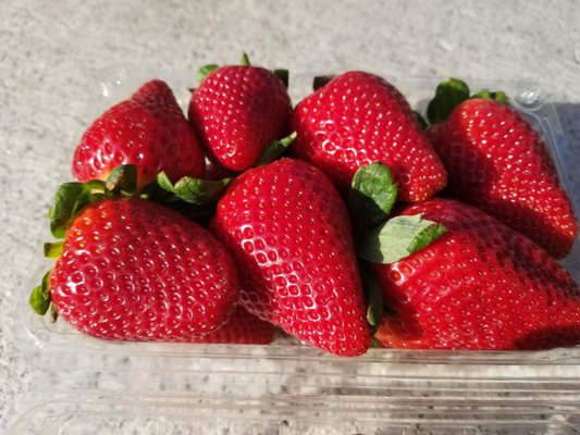 Nakamura Berry Growers by null