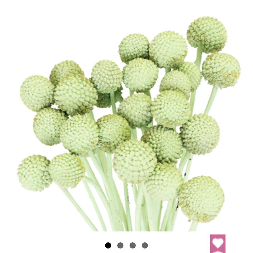 Fifty Flowers - Color I ordered and they said after shipped wrong they couldn't get replacement in time for my baby shower - Floral Designers Near Me Fifty Flowers - Color I ordered and they said after shipped wrong they couldn't get replacement in time for my baby shower - Floral Designers Near Me