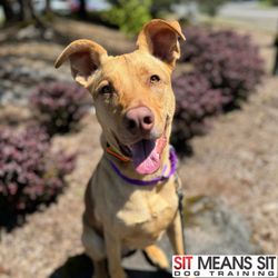 Sit Means Sit - Penny the Shepherd mix is working on impulse control and polite manners in the Board & Train program!