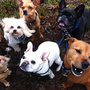The Art of Dog
