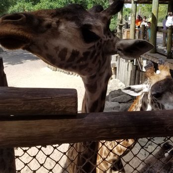 Brevard Zoo - Giraffe - Zoos Near Me - Melbourne, Florida Brevard Zoo - Giraffe - Zoos Near Me - Melbourne, Florida