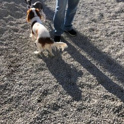 Pup Pup K9 Training & Grooming