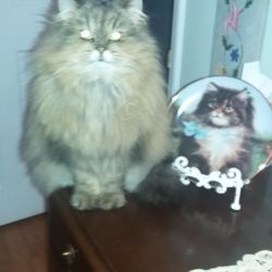 Paws Remembered