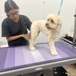 The Dog House Pet Salon - Pearland