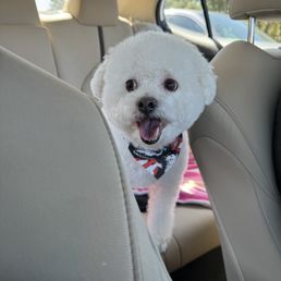 My Bichon Benny after his spa day with Britney! My Bichon Benny after his spa day with Britney!